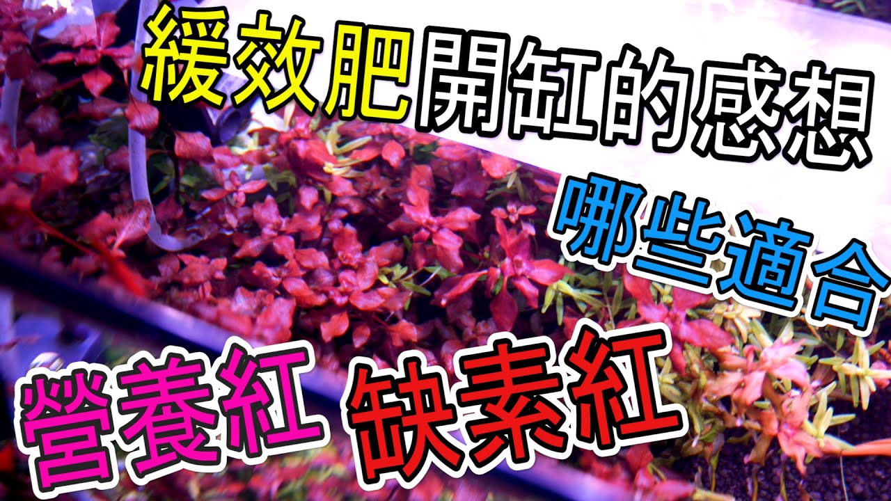 水草新手篇37 |緩效肥適合種那些水草|水草為何會脫褲子