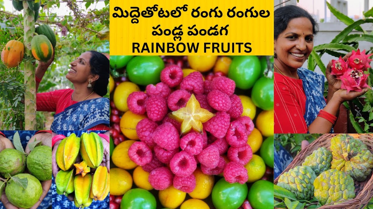 5000 Rs SHINE MUSCAT GRAPES🍇 బంగారం ద్రాక్షలు,సున్నితమైన #raspberry, తోటలో పండ్ల హరివిల్లు🌈#harvest