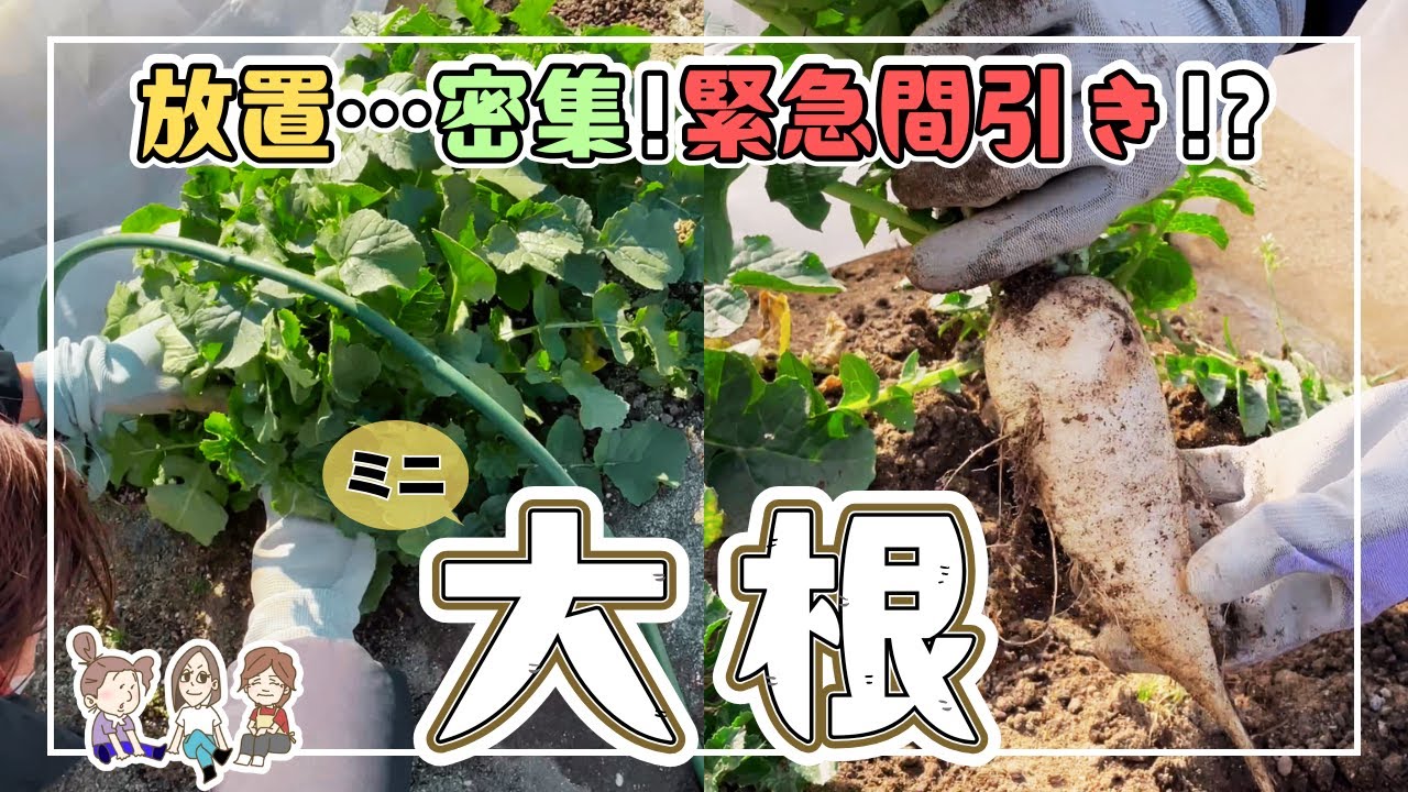 【秋冬野菜】間引きが遅れたミニ大根、移植も失敗…それでも収穫！