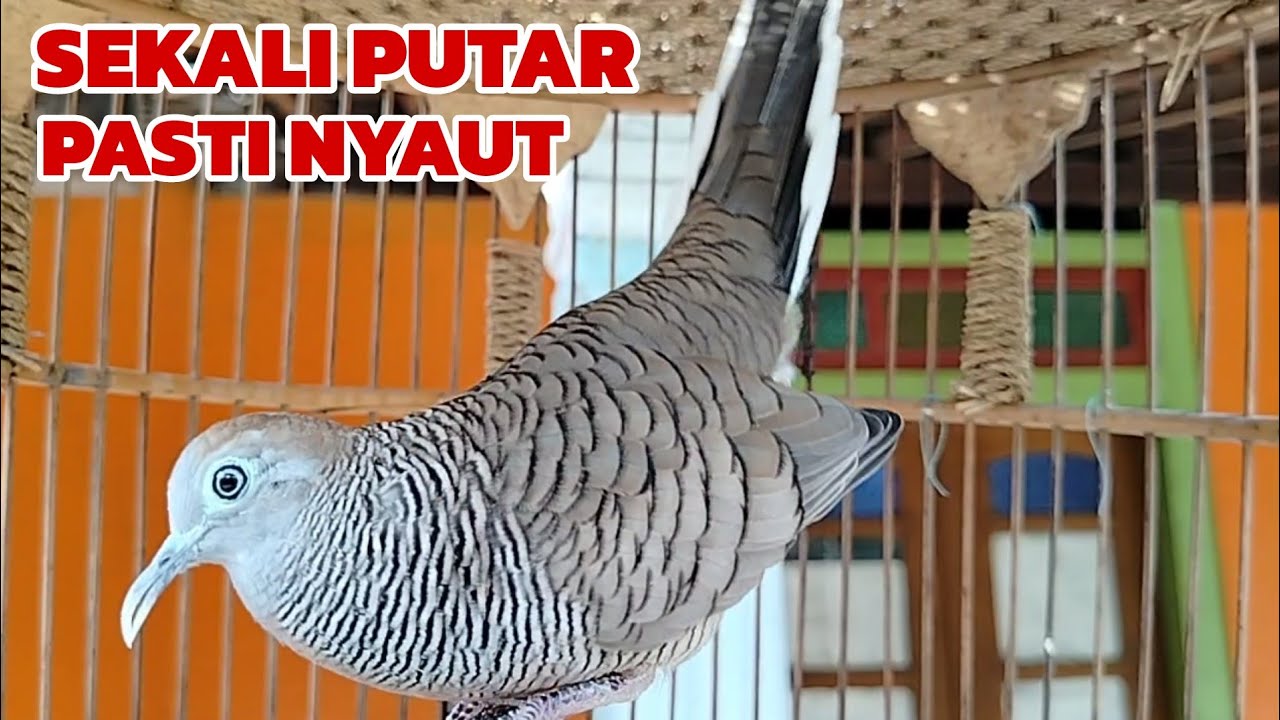 PANCINGAN PERKUTUT Sekali putar Lawan Pasti nyaut 