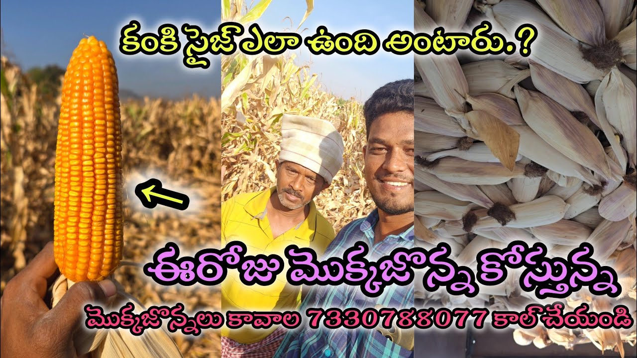 మొక్కజొన్నలు ఎవరికైనా కావాలి అంటే కాల్ చేయండి 7330788077 #pulivendulahari   #agriculture #forming 