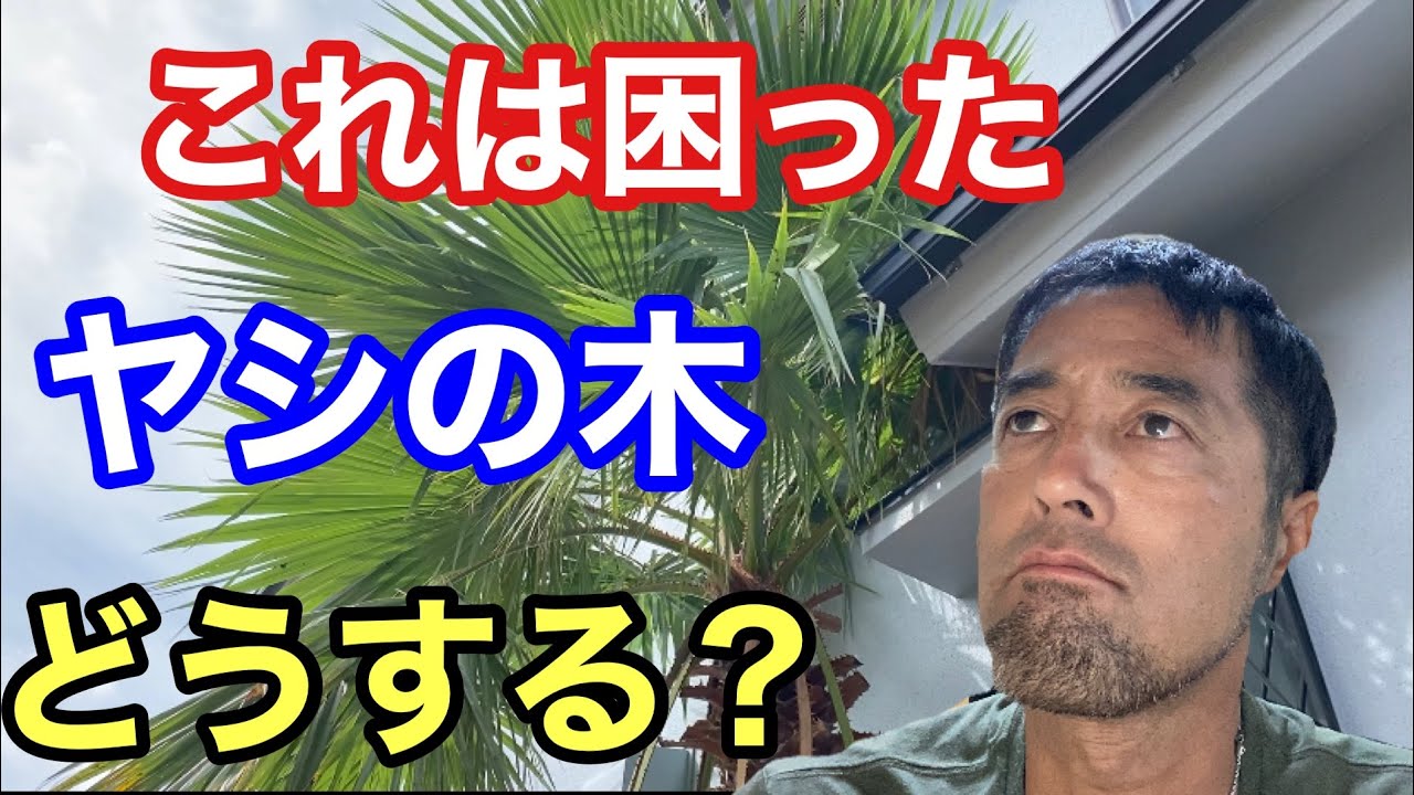 【ヤシの木対策】とりあえずコレを【植木屋ケンチャンネル】