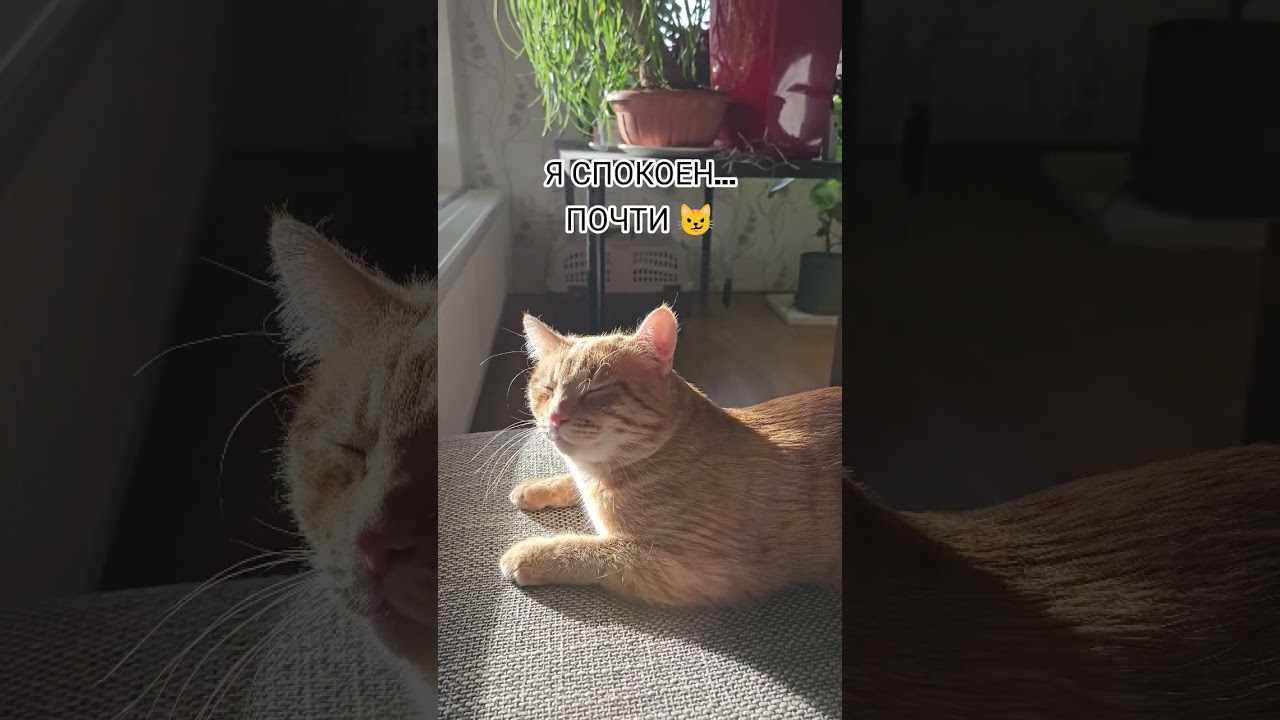 Я спокоен… почти 😼