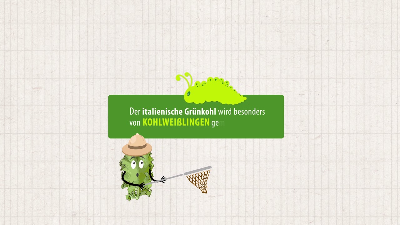 Was du unbedingt über Grünkohl wissen musst