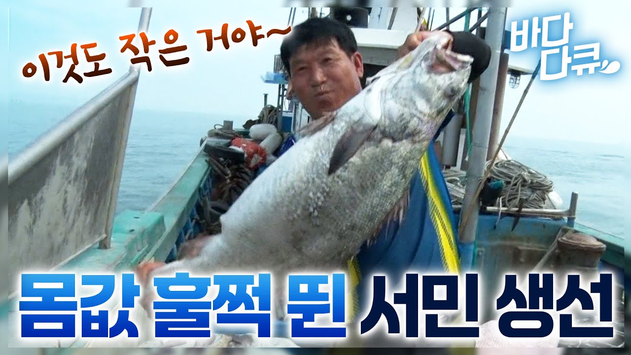거대한 몸집에 킬로당 5만 원! 서민들이 먹던 생선인데 몸값 훌쩍 뛰었다는 여름 제철 물고기 / 서해 바다 민어 조업 현장 / #바다다큐