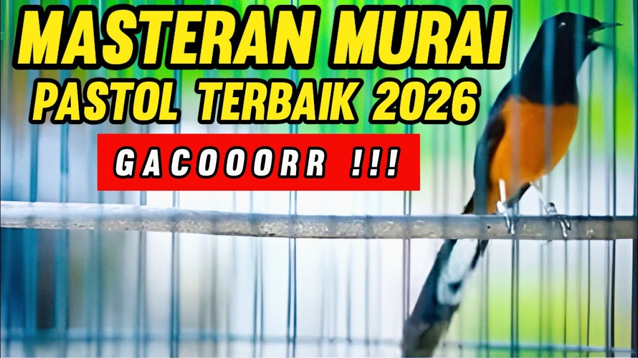 Masteran Murai Batu Pastol Terbaik 2026 || Gacor!! 