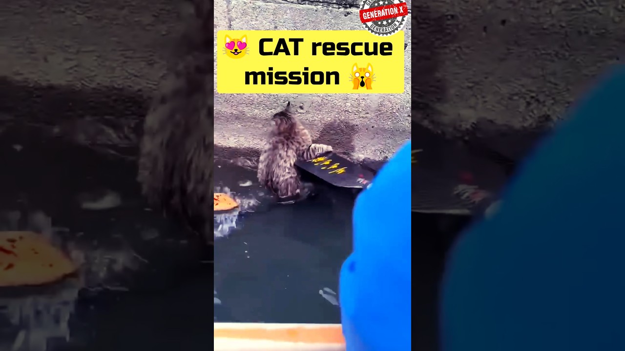 🙀😻Cat rescue mission 😺😼 