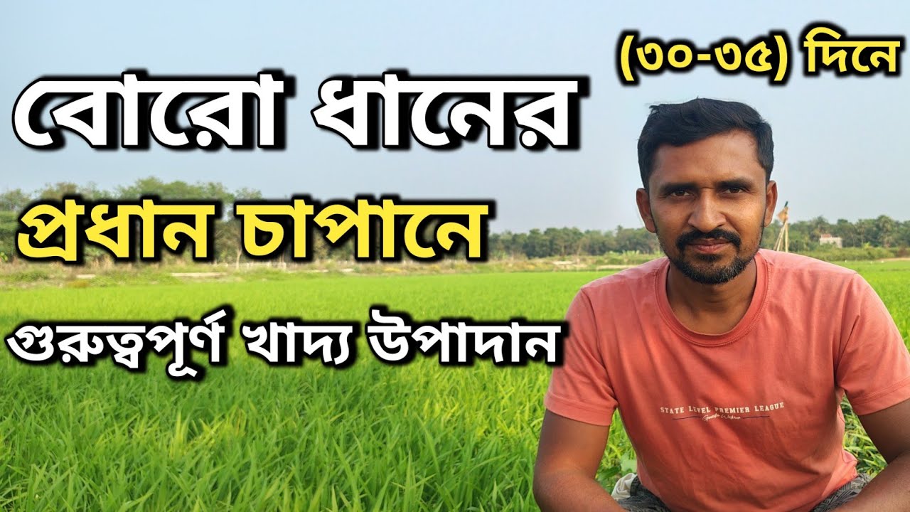 বোরো ধানের ফলন বাড়াতে ৩০&ndash;৩৫ দিনের গুরুত্বপূর্ণ সার ও কীটনাশকের সঠিক ব্যবহার l boro dhan cas podhati.