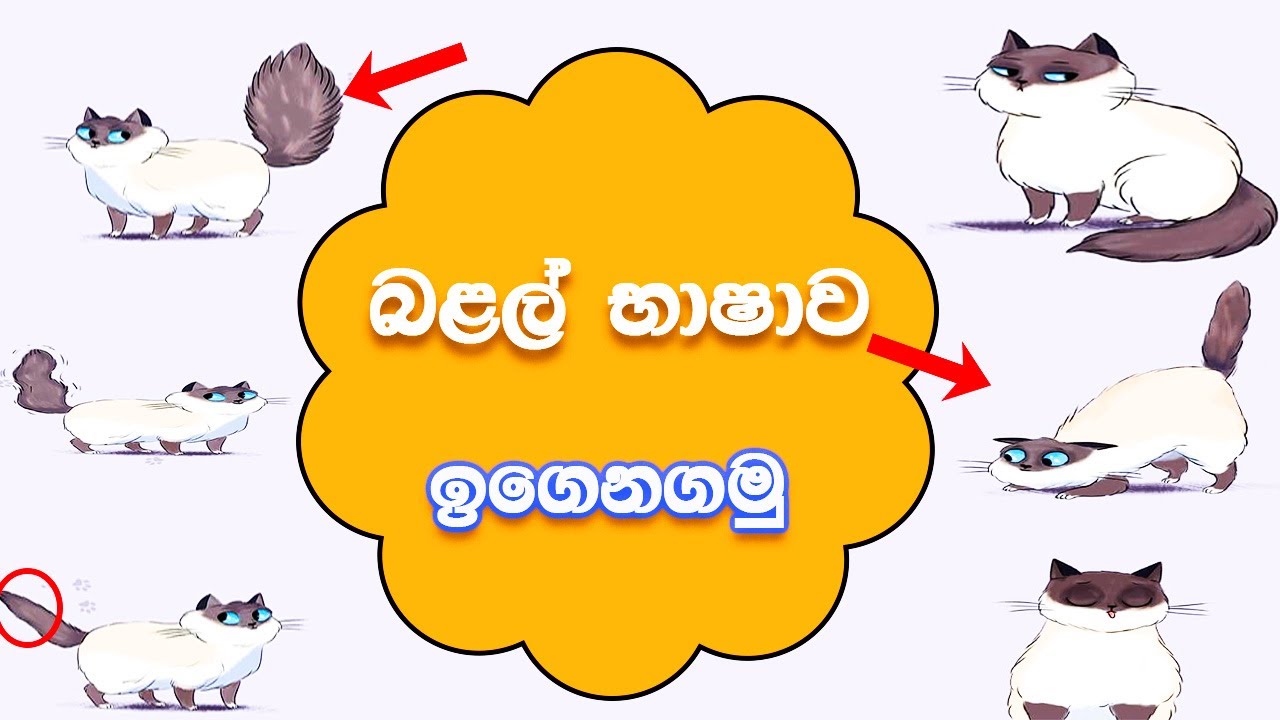 Cat Videos Cat Language How to understand a Cat  CatVido Sinhala