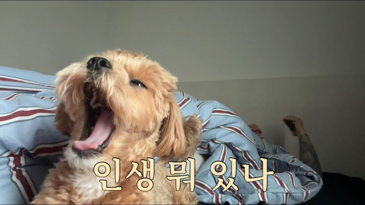 주인 편집 늘 열심히 한다. 영상 봐줘라 -공김치-
