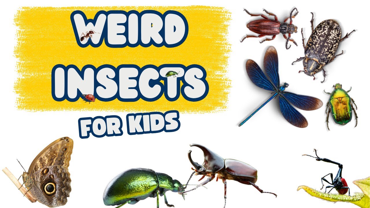 10 weird Insects for kids | Bugs You Won&rsquo;t Believe Are Real | Educational video for kids