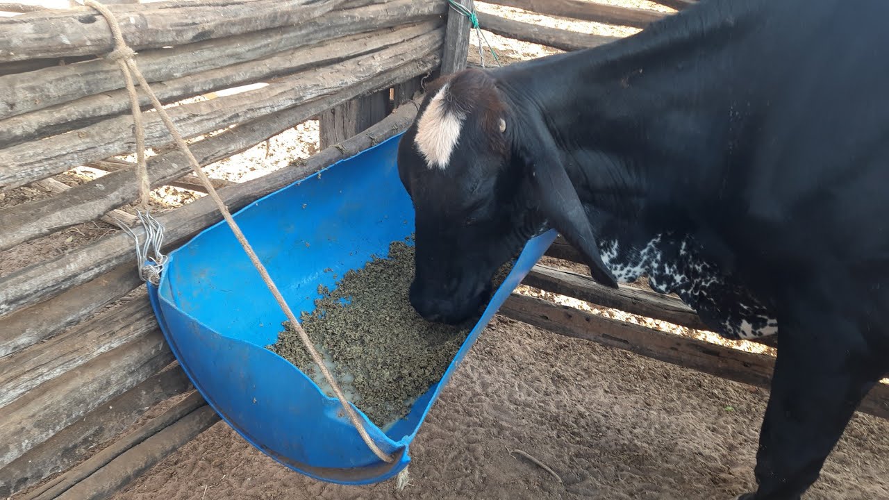 PORQUE MOLHAMOS A TORTA DE ALGODÃO PARA VACAS
