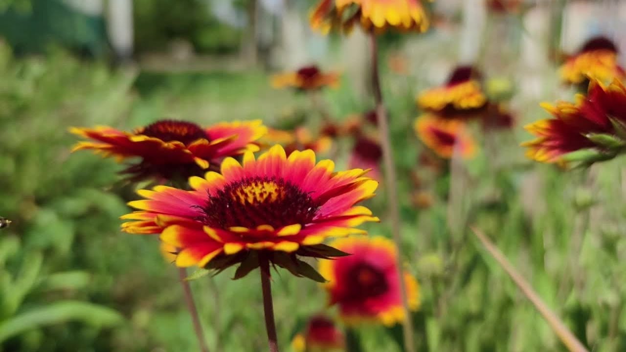 1 Hour Echinacea Meadow with Birdsong | Real Nature Sounds for Relaxation & Calm