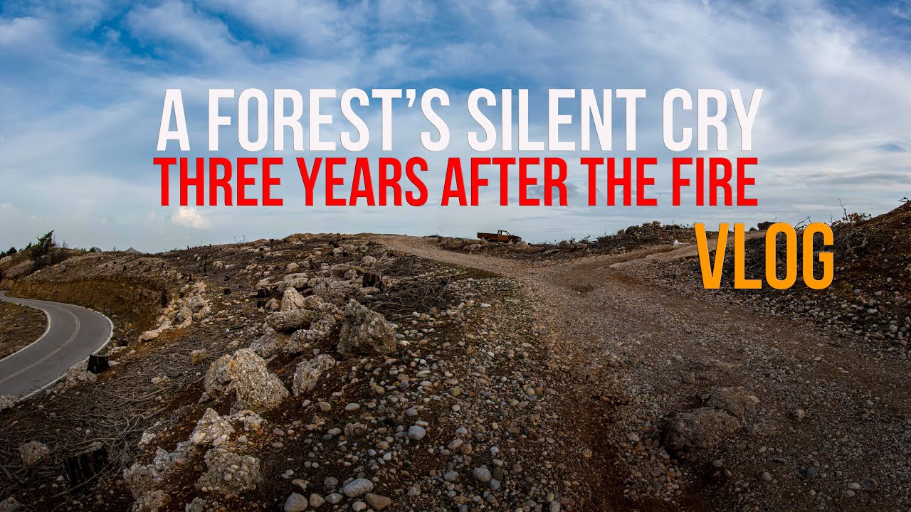 A Forest’s Silent Cry: Three Years After the Fire