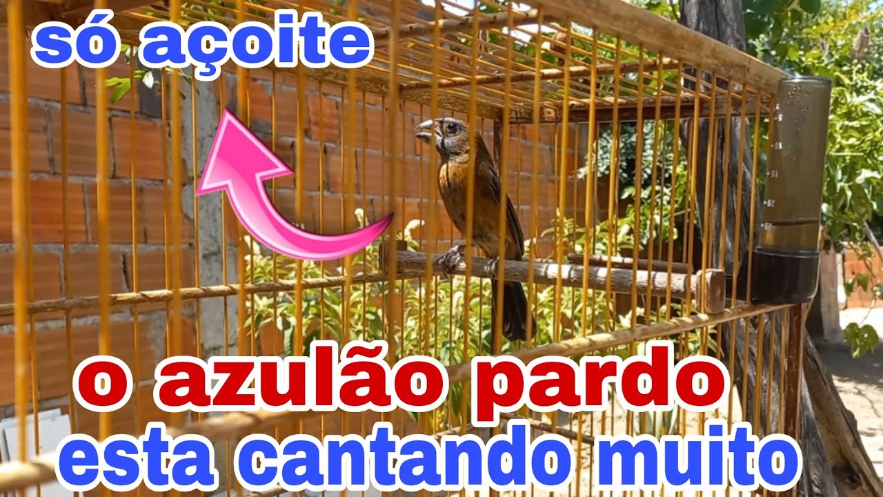 Meu azul&atilde;o pardo amanheceu a&ccedil;oitando muito 
