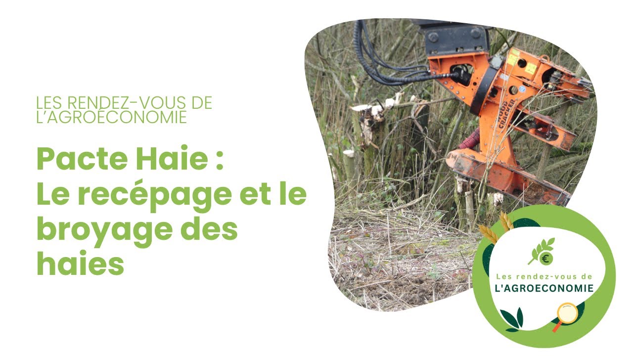 Pacte Haie : Le recépage et le broyage des haies