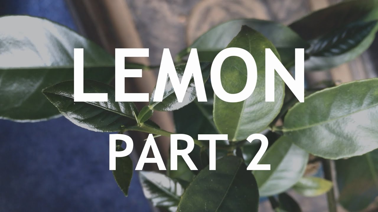 Lemon Bonsai, from seed. 2