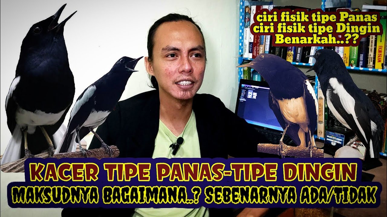 TIPS MEMAHAMI BURUNG KACER TIPE PANAS MAUPUN TIPE DINGIN | ADAKAH TIPE KACER SECARA FISIK