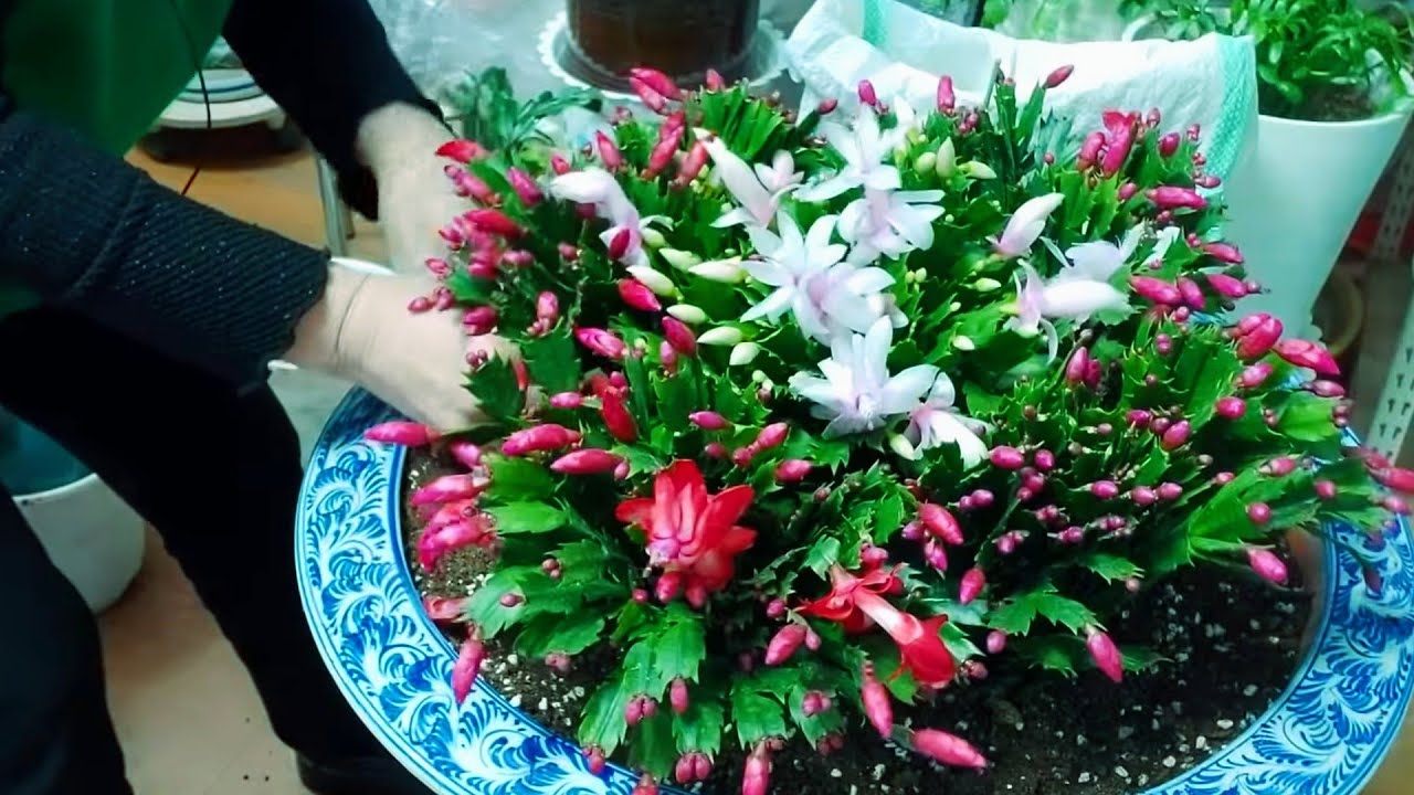 (가제발선인장)을(대형)화분에 (합식)해서 분갈이하는 모든걸 보여드려요 분갈이 하고 마르지 않고 잘자라는 방법~~