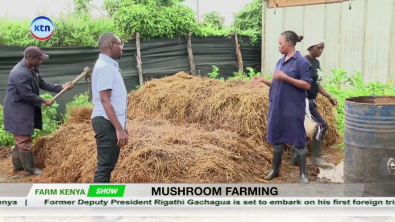 Mushroom Farming: Earn Big from a Small Space! || Farm Kenya