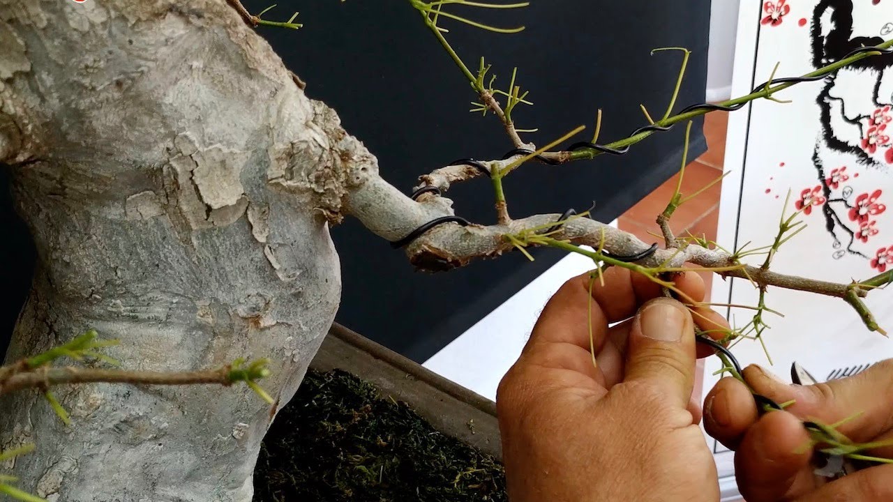 Cómo podar y alambrar un arce buergerianum en primavera - Nacho Salar