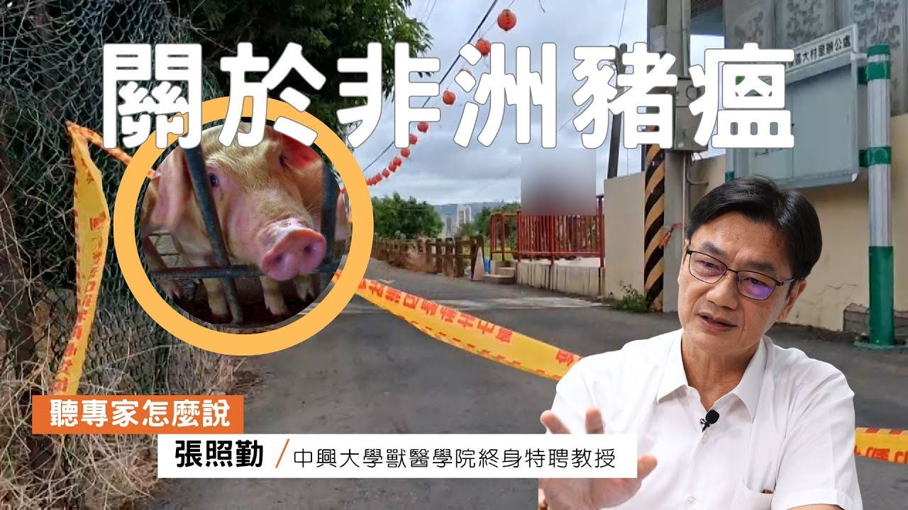 原來非洲豬瘟是這樣的！認識豬隻最狡詐的敵人｜中興大學獸醫學院微生物暨公衛所終身特聘教授張照勤｜公視我們的島【聽專家怎麼說】