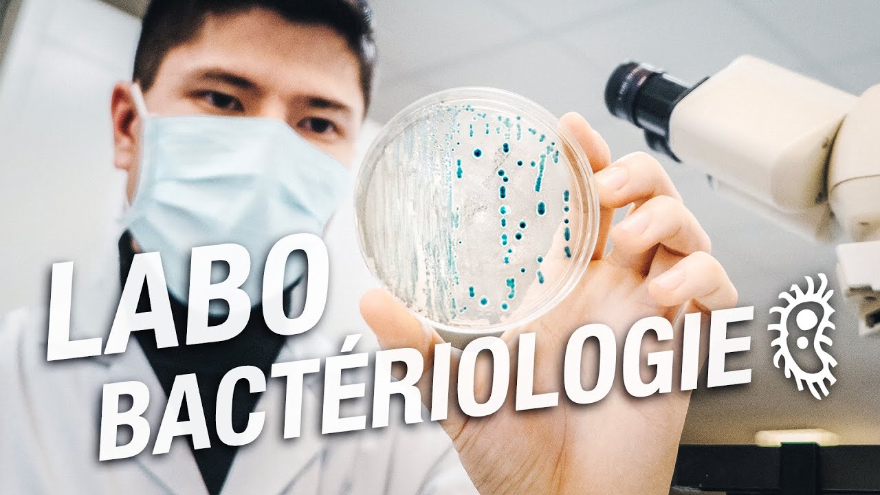 Immersion en LABORATOIRE de BACTÉRIOLOGIE