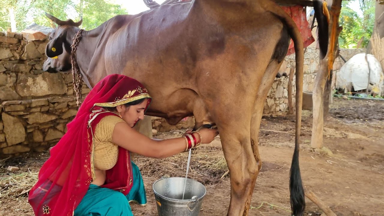 Cow milking by hand || Cowmilking Jiya Aarya Village Life Vlog #cow #milking