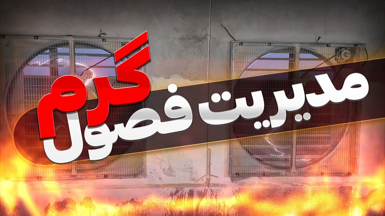 مدیریت پرورش مرغ گوشتی در هوای گرم