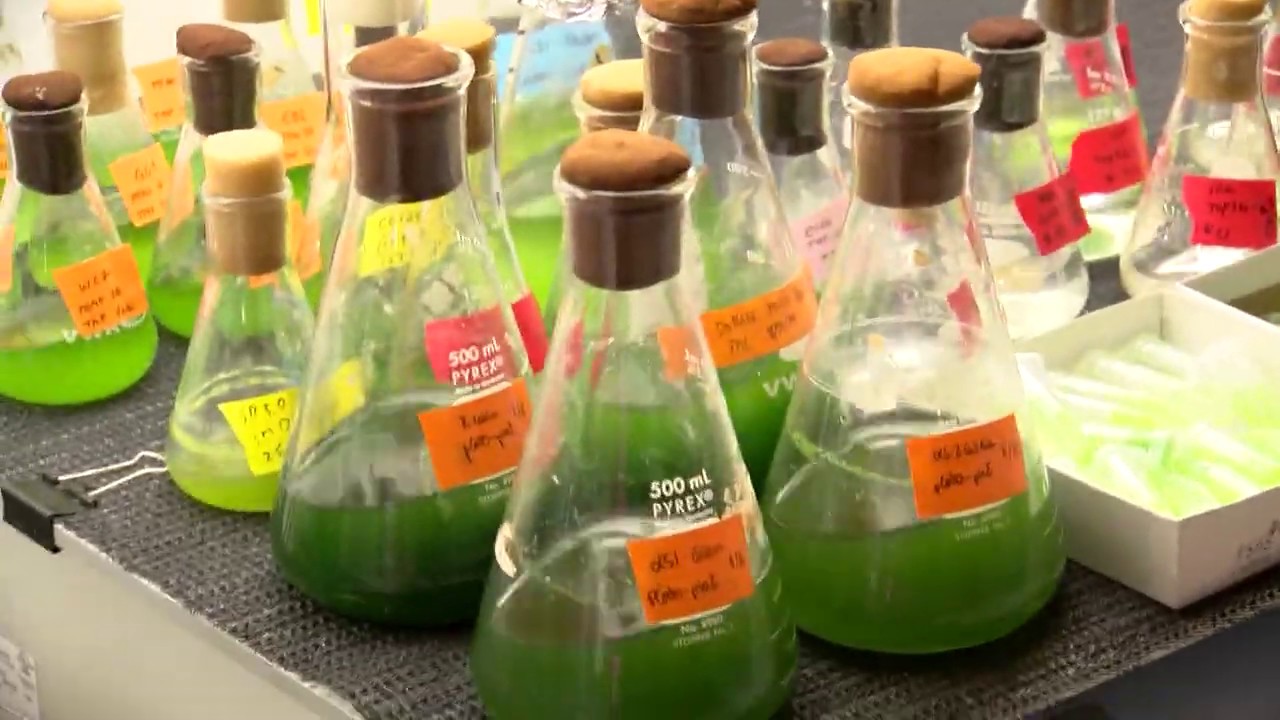 UC San Diego Study Shows Algae Could Alleviate Human Gut Problems