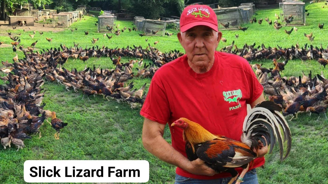 Jerry Adkins Slick Lizard Farm - Outdoor Breeding Pens Free Range Feeding Time Temporada 2025
