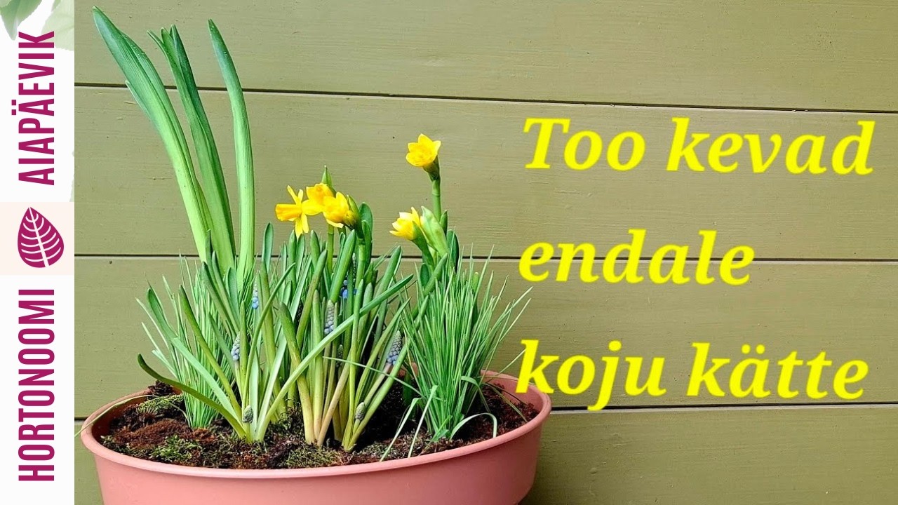 Kevadine istutusega lilleseade potis