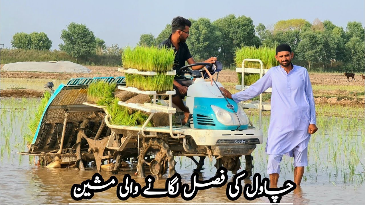 Rice Planter Machine in Pakistan چاول کی فصل لگانے والی مشین Mozzam Saleem