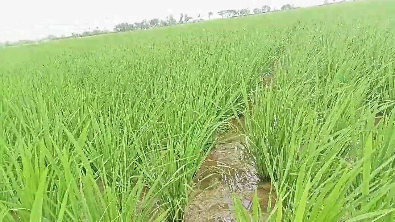 Inilah pesawahan Petani krasak sidamulya blok lengbaya 👍