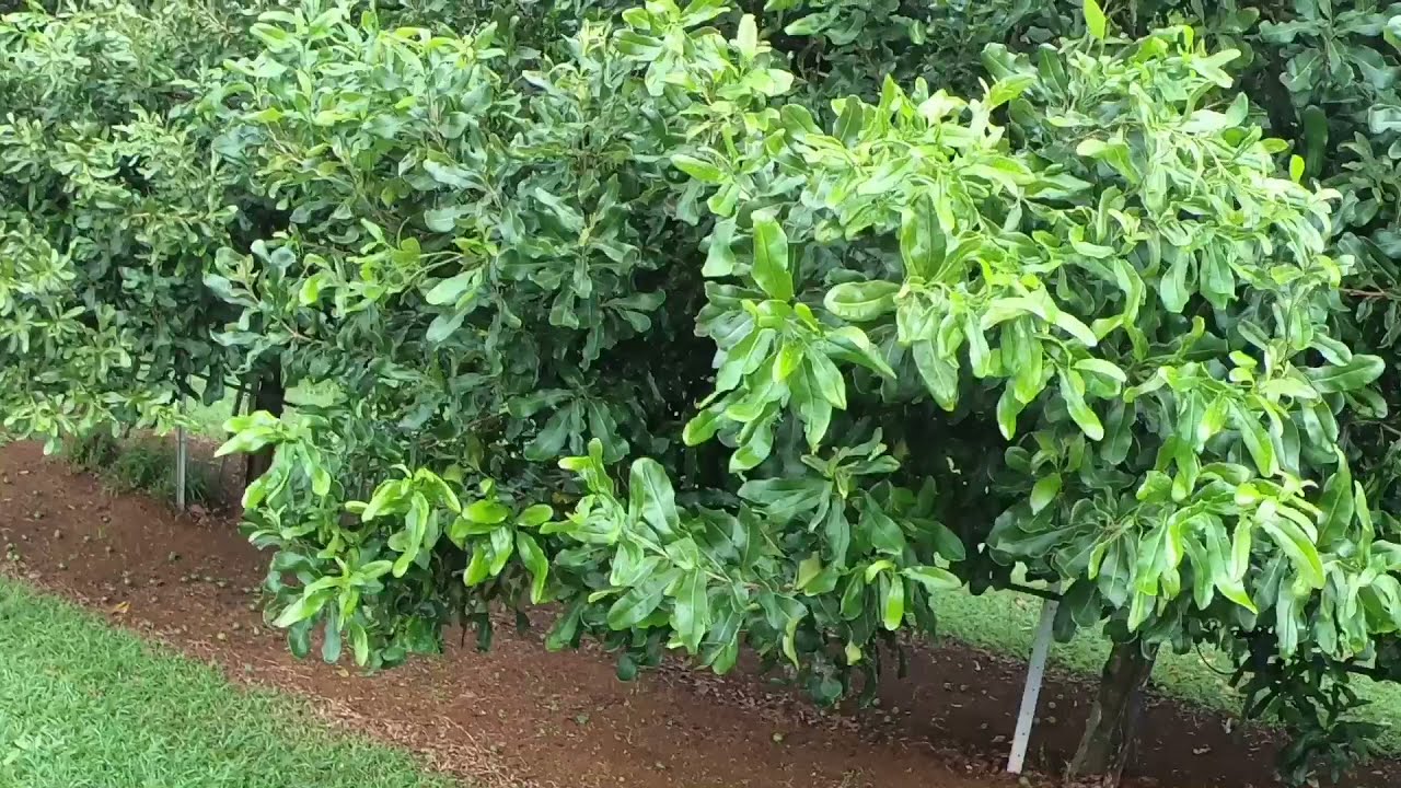 Should you irrigate your macadamia farm?