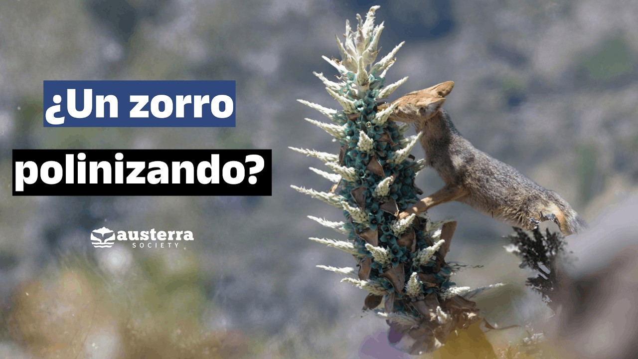 &iquest;Qu&eacute; hace un zorro culpeo en esta flor?