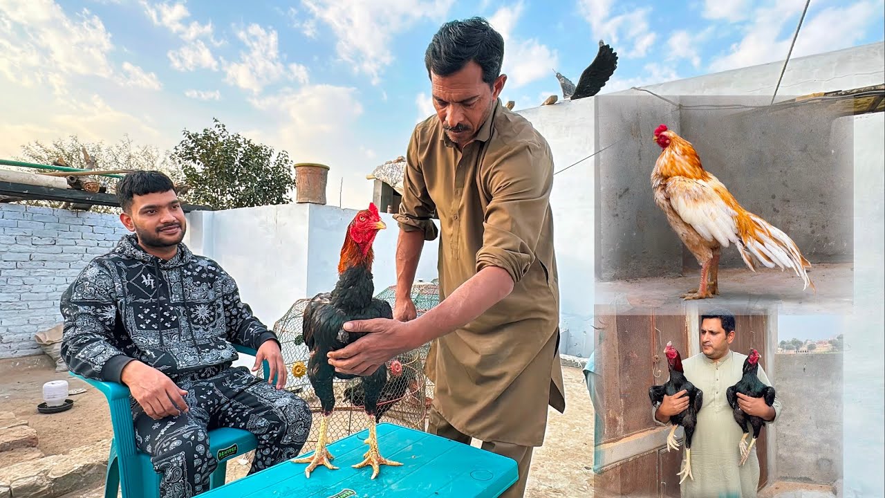 Aseel murgha farm visit