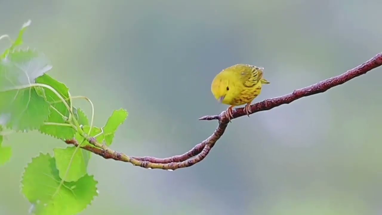 Rain & Birds sounds for sleeping | Rain & Bird sound for meditation | Rain sound with Birds chirping