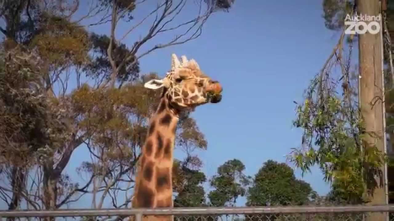 Zoo Tales - Giraffe Zabulu's hoof x-ray