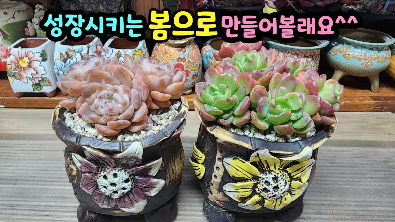 260227 성장하는계절봄!사이즈키워서가을에굳혀야죠^^