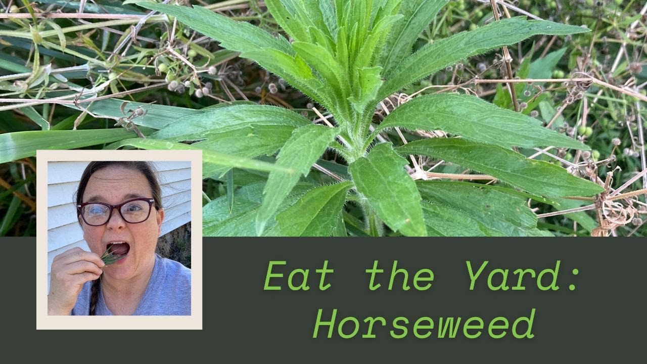 Eat the Yard - Horseweed