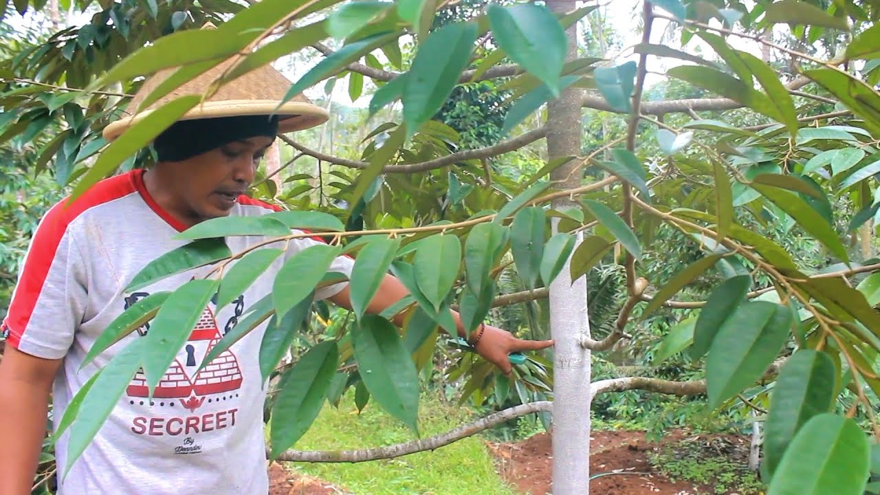 Cat Batang Durian Sangat Penting