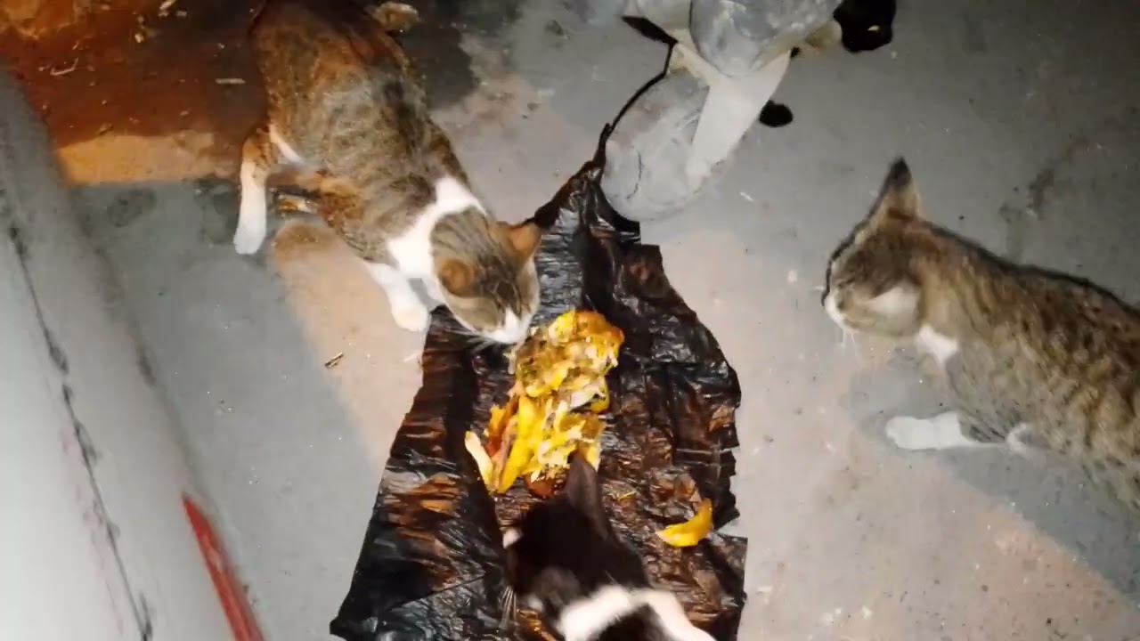 The other Mama cat is greedy and aggressive,they  are all the same hungry 