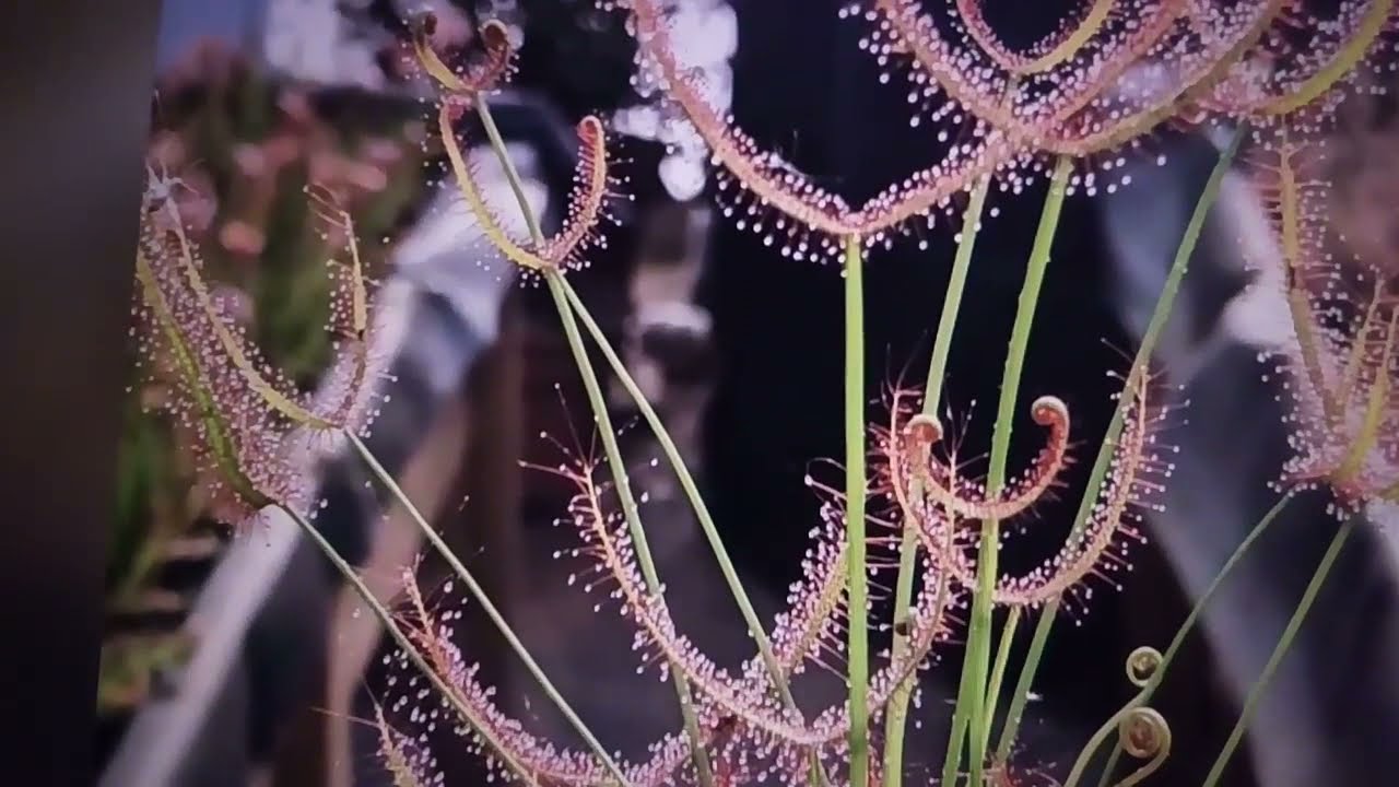 Droseras 12 tipos (plantas carn&iacute;voros)