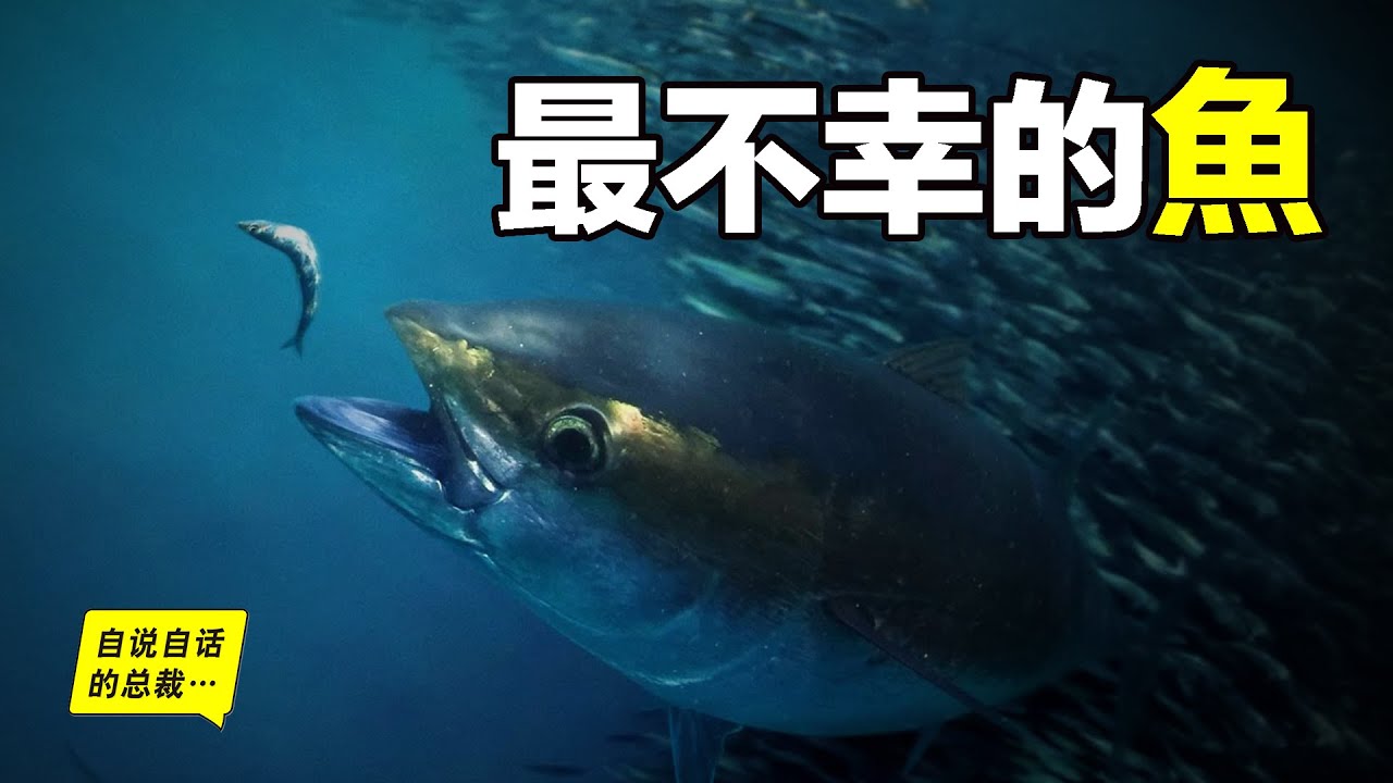 金槍魚：從一文不值到拍賣至天價，努力的進化最終還是成為了美味，它經歷了什麼……|自說自話的總裁