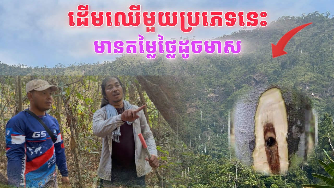 ដើមឈើមួយប្រភេទនេះមានតម្លៃថ្លៃដូចមាស