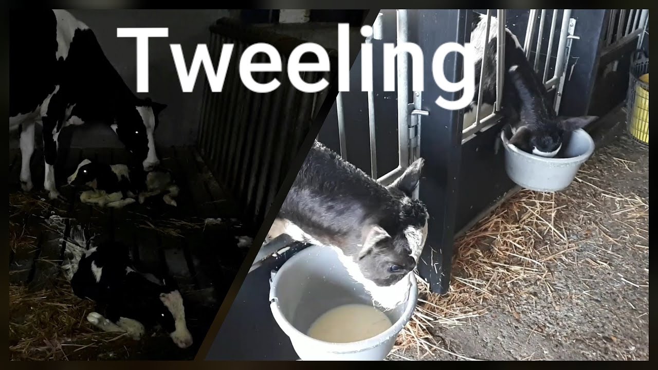Boer Gerrit vlogt | Heiltje 193 is bevallen van een tweeling