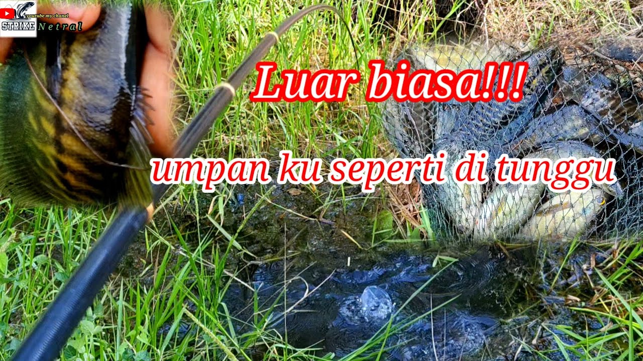 Seru nya luar biasa!! mancing di kanal sawit, sepat siam nya udah pada kelaparan#SN-075