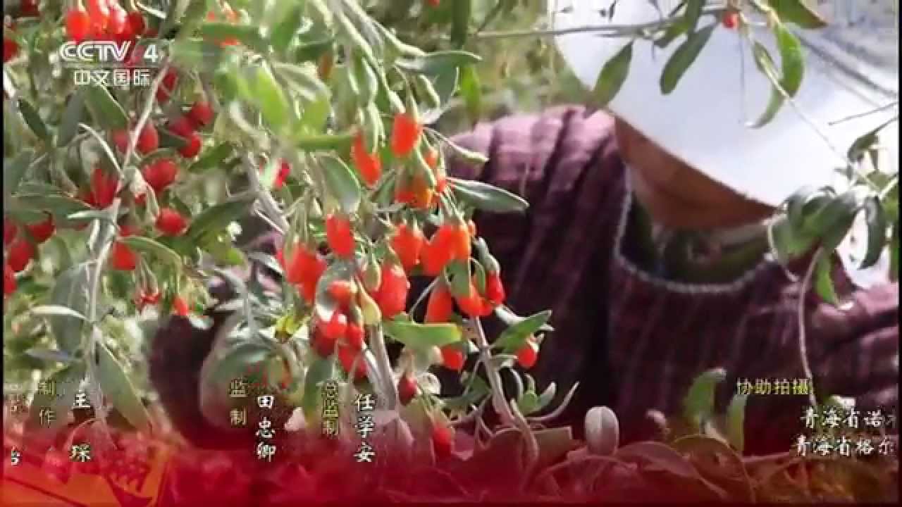 《金秋时节》系列片（5） 枸杞王国  【走遍中国 20150909】 720P