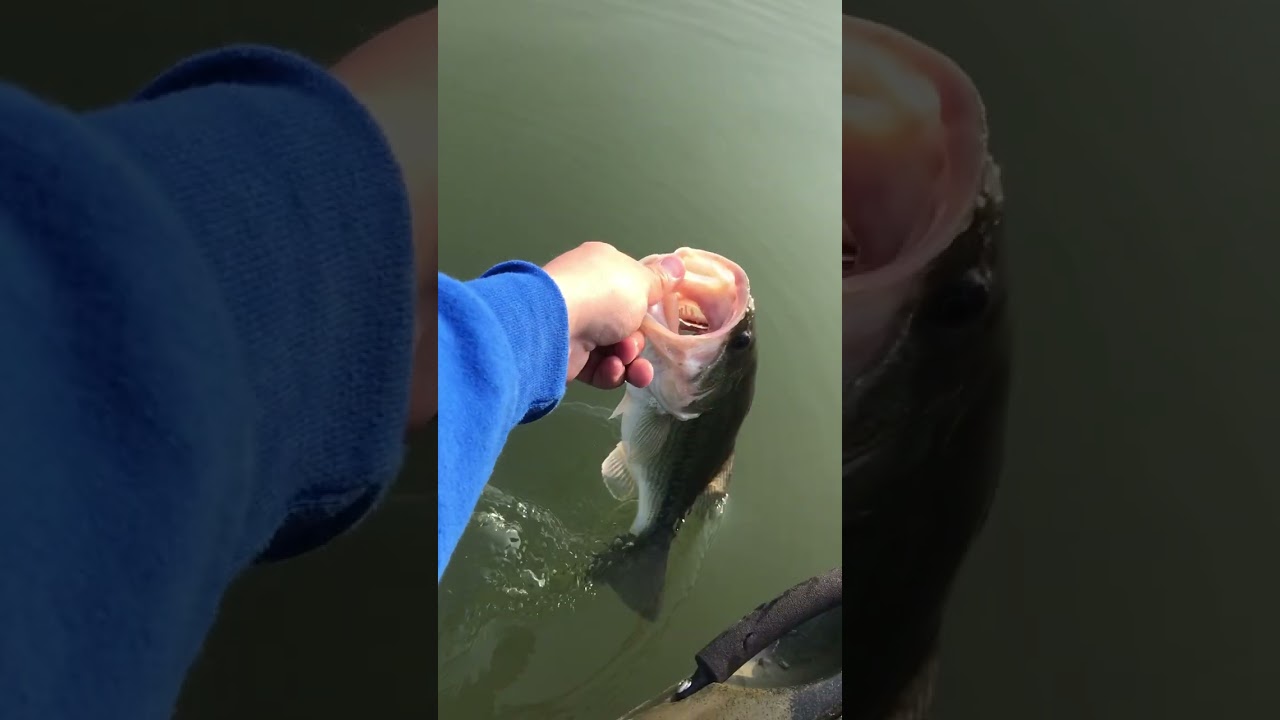 Aggressive Bass: Ohio Bass fishing!